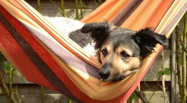 dog resting inside a hammock