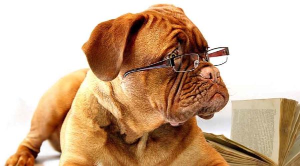 bulldog wearing reading glasses
