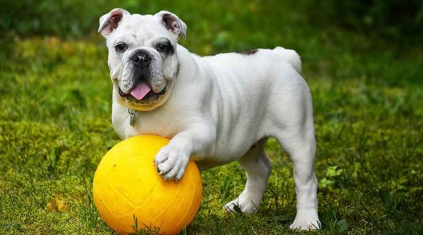 bulldog with yellow ball awaits dog training