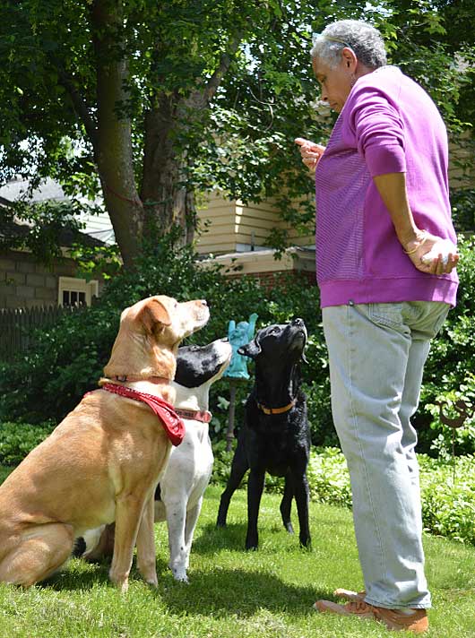 Dogs Got Class dog training with Helena Montgomery